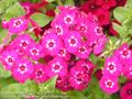 Phlox Drummondii